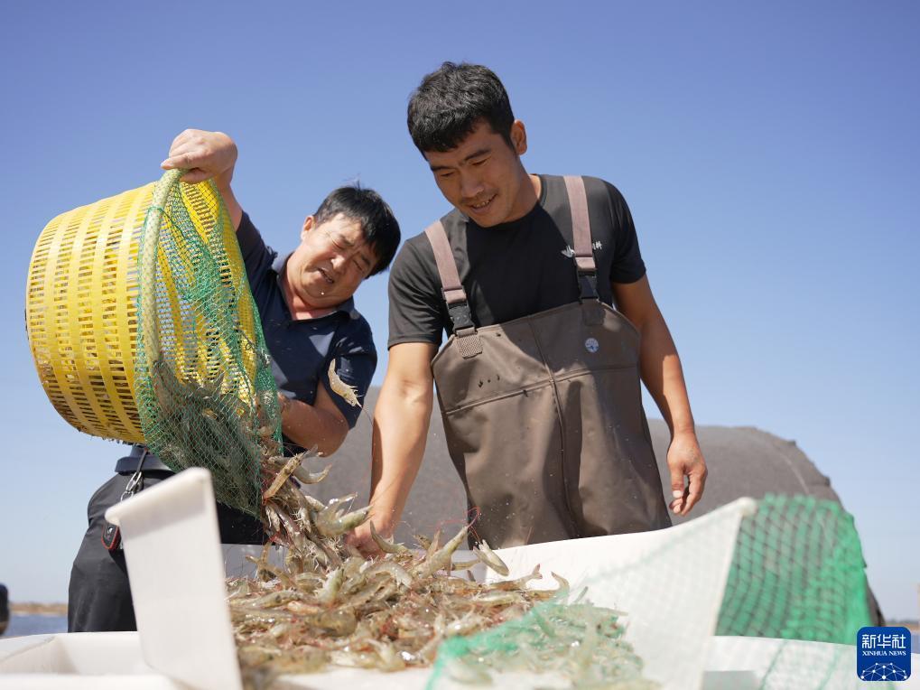 开心川麻加微信送分